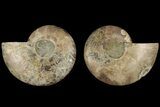 Cut & Polished, Agatized Ammonite Fossil - Madagascar #184139-1